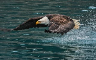 Bald Eagle flying over water.