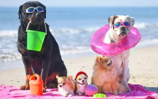 Pets chill on Harvey Beach during a lovely pet-friendly visit to Old Saybrook, CT.